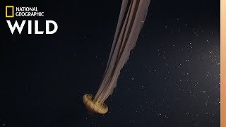 A DreamLike Giant Jellyfish  Hunt For the Giant Squid [upl. by Delmar556]