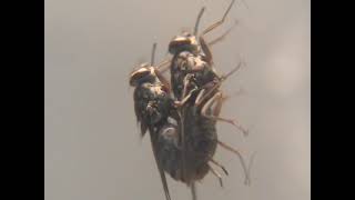 Tsetse flies mating behavior Glossina morsitans centralis [upl. by Steck]