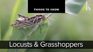 Locusts and Grasshoppers  Things to Know [upl. by Anitan515]