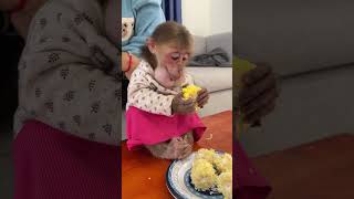 Monkey Enjoys Every Meal MomentMonkeyFeast AdorableAnimalShorts FoodLove shortreelsviral [upl. by Gninnahc]