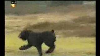 Bouvier des Flandres Dier en Zo TV [upl. by Hillyer921]