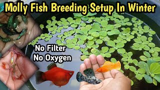 How to Make Molly Fish Breeding Setup In Winter 🥶🥶Molly Fish ka Breeding setup Kaise Banaye 🐟Guppy [upl. by Fowle144]