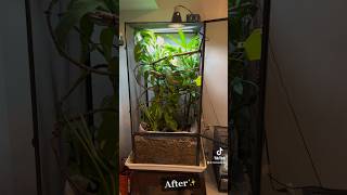 BIOACTIVE Veiled Chameleon Set Up [upl. by Ellahcim]