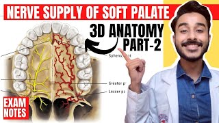 Nerve supply of palate  Soft palate anatomy  anatomy of soft palate muscles innervation [upl. by Ikeda354]