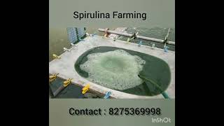 Spirulina Farming Spirulina Production [upl. by Enelyt535]