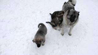 Norwegian Elkhound Pups at 7 Weeks [upl. by Oemac119]