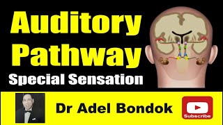 Auditory Pathway Dr Adel Bondok [upl. by Mohammad]