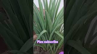 How to plant lemon grass [upl. by Eirameinna]