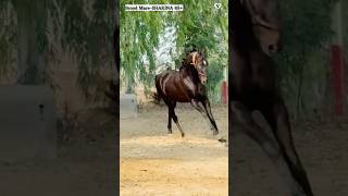 BroodMare SHAKINAH65 siredby StallionAshokPahadsinghji Gsiredby Ratnakar Owner ParvtBrar [upl. by Yance]