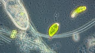 Euglena and Paramecium [upl. by Damalas]