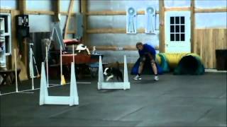 Flyball Fundamentals Runback and Passing [upl. by Yhtac]