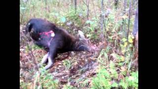 Film chasse orignal 2010 en Abitibi par Serge Ferron [upl. by Hgielyak473]