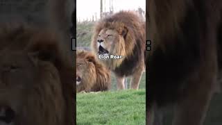 Which roar do you like the most shorts scary interestingfacts [upl. by Mccall]