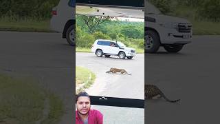 चिता ने कैसे सिकर कर रहा है 🐆reaction greenscreen shortsvideo viralvideo tranding [upl. by Arul]