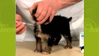 PetSolutions How to Give Your Dog or Puppy Medicine [upl. by Drol348]