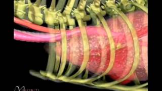 VetStems Tracheal Collapse Animation Edited [upl. by Dirtsa]