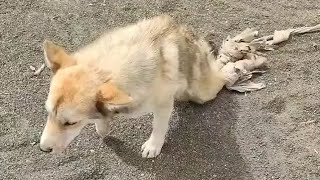 Young Mans Inspiring Bicycle Trip with a Disabled Stray Dog [upl. by Alleacim]