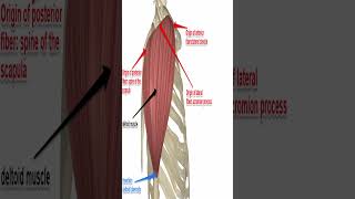 Anatomy Deltoid Muscle shorts [upl. by Durno]