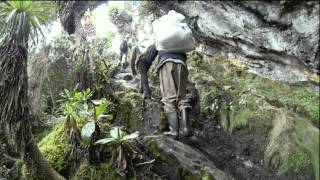 Ruwenzori Climbing amp Mountain Gorilla [upl. by Anemaj]