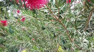 Callistemon კალისტემონი [upl. by Zined]