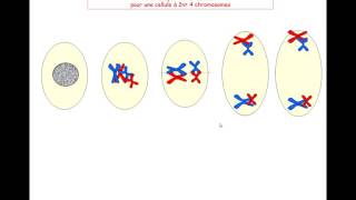 les étapes de la méiose [upl. by Ecadnac78]