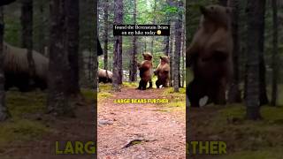 Meeting 3 Large Bears on a Path 🤯 [upl. by Nigrom]