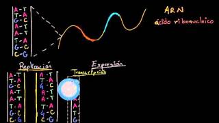 Replicación del ADN transcripción y traducción del ARN  Biología  Khan Academy en Español [upl. by Aihtenak151]