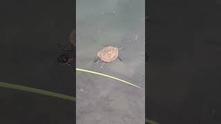 Amazing and Cute Turtle reptiles shortvideo testudines pleurodira cryptodira juronglakegarden [upl. by Prakash92]