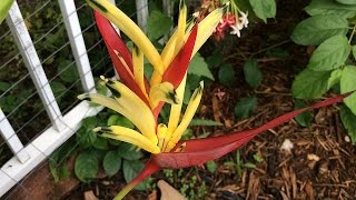 Heliconia psittacorum [upl. by Skiba]