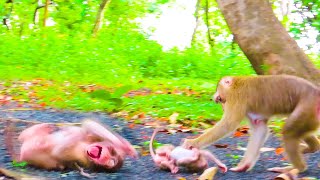 Cute adorable baby monkey SAVO cries out for fer of his mother will leve him [upl. by Frodi]