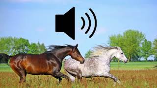 Horse running galloping on grass sound effects SFX HD [upl. by Drawyeh]