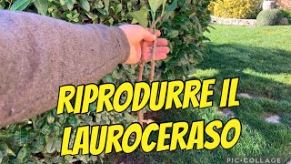 Come riprodurre per talee il lauroceraso [upl. by Eybbob248]