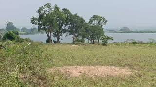 1acre for sale Gundlupet to land 12km interested persion call me 9731750701 [upl. by Evol]