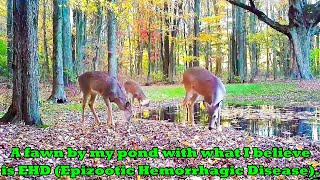 Whitetail deer fawn died from EHD Epizootic Hemorrhagic Disease in my back yard [upl. by Mountfort911]