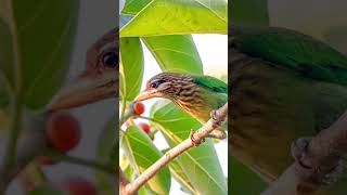 shorts White cheeked Barbet [upl. by Rush56]