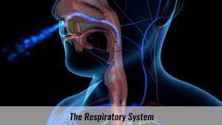 The Human Respiratory System Explained [upl. by Pisarik130]