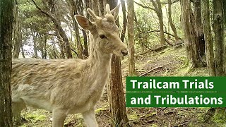 Nonnative Wildlife Trail Camera NZ [upl. by Helene55]