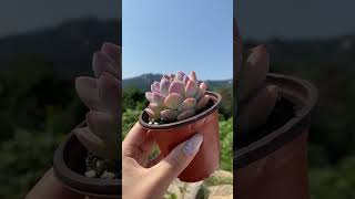 Dudu EC Colourful Rare Floweing Wholesale Aeonium Echeveria Natural Live Succulent [upl. by Jack299]