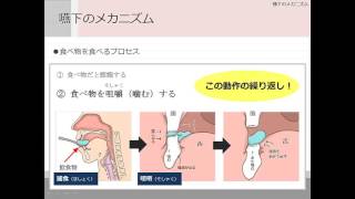 第３回高齢者の食事と嚥下嚥下のメカニズム～ [upl. by Aymik]