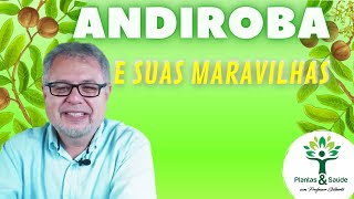 ANDIROBA E SUAS MARAVILHAS  PLANTAS amp SAÚDE [upl. by Annovahs]