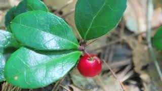 How to Grow Wintergreen Gaultheria Procumbens [upl. by Ayar]