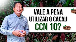 CACAU CCN 10 REALMENTE VALE A PENA TER EM SUAS ÁREAS DESCUBRA NESTE VÍDEO [upl. by Bunch]