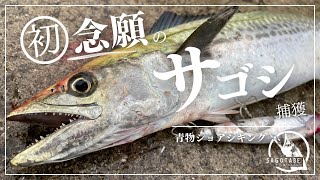 【ショアジギング】ついに初めてサゴシを釣りました。 [upl. by Goldia243]