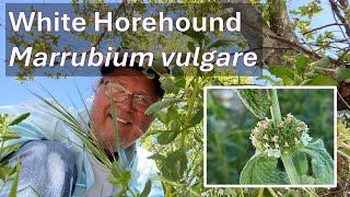 WHITE HOREHOUND HERB in Coto de Caza Marrubium vulgare [upl. by June]