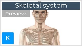 Skeletal system axial and appendicular skeletons preview  Human Anatomy  Kenhub [upl. by Nysilla]