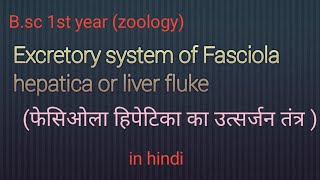 Excretory system of Fasciola hepatica  liver flukeBsc 1st year zoology [upl. by Adamo184]