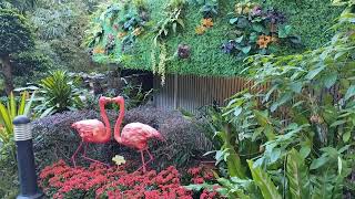 HONGKONG ZOOLOGICAL AND BOTANICAL GARDENS [upl. by Cyrus]