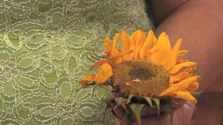 Flower Gardening Tips  How to Grow Common Sunflower Helianthus Annuus [upl. by Fitts]