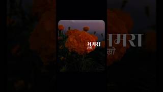 jaari movie dayahangrai palam dialogue flower beauty [upl. by Nosaj]