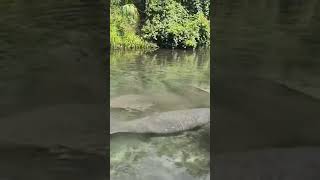 Florida Manatees being social swimming upriver Manatees are a protected group of wildlife here [upl. by Lah535]